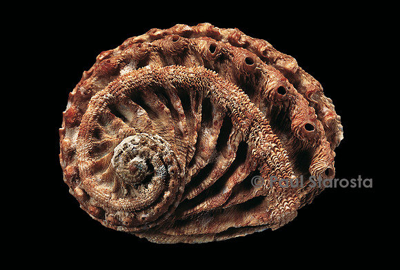 Haliotis scalaris