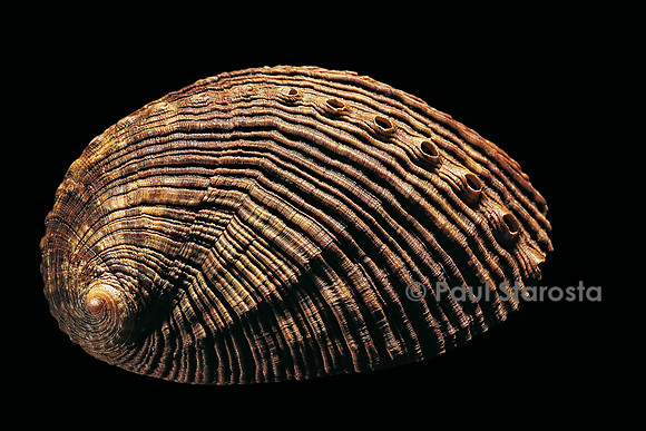 Haliotis semistriata