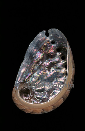 Haliotis sp.