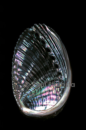 Haliotis striata