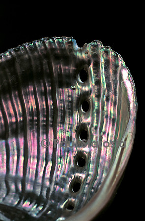 Haliotis striata