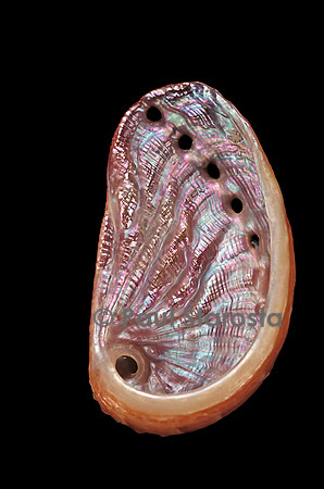 Haliotis tuberculata