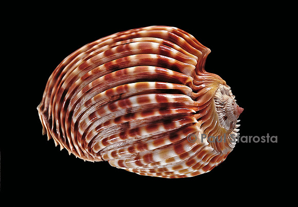 Harpa costata
