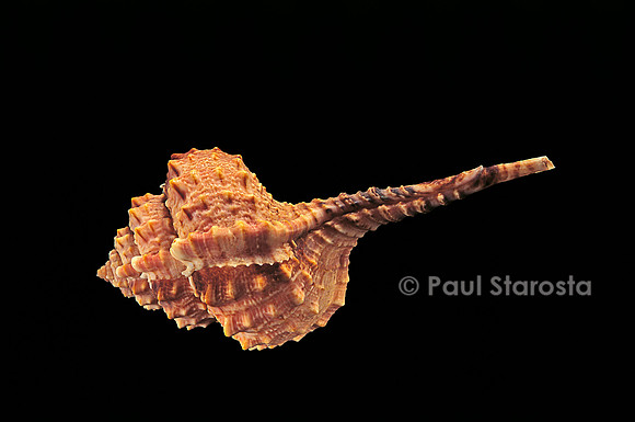 Haustellum barbieri