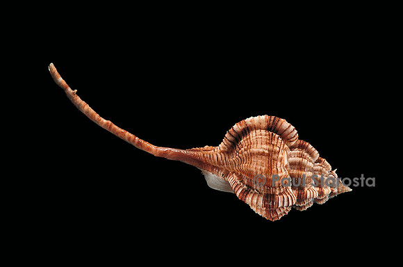 Haustellum hirasei