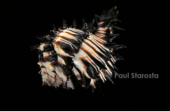 Hexaplex callidinus
