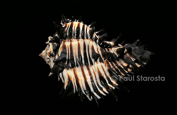 Hexaplex callidinus