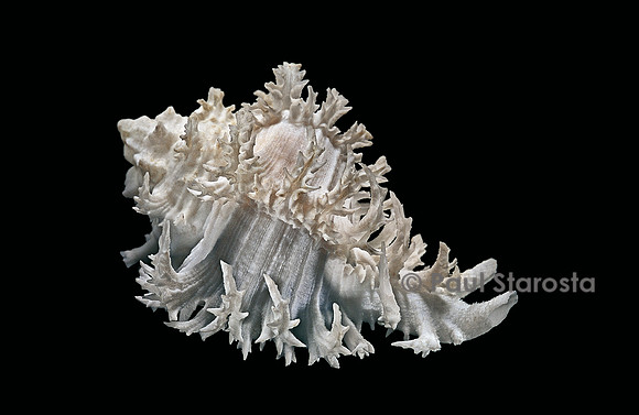 Hexaplex cichoreus