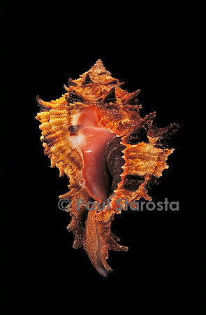 Hexaplex duplex