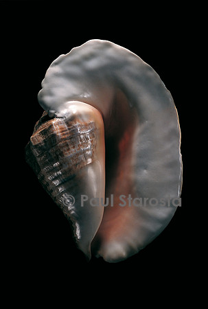 Titanostrombus goliath
