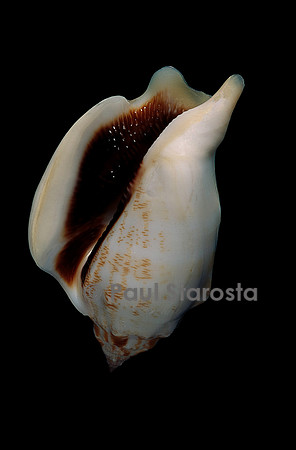Strombus kleckamae boholensis