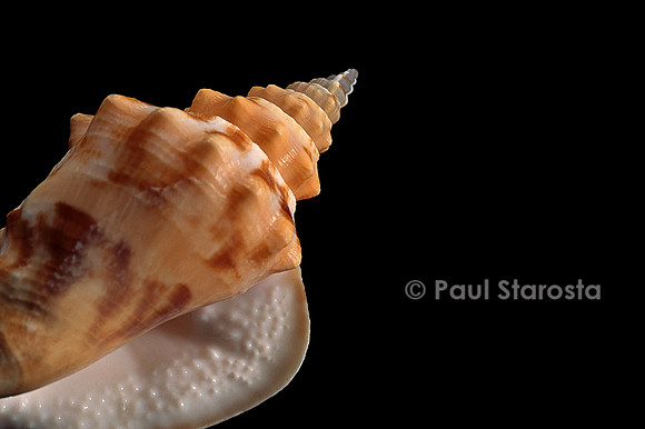 Persististrombus granulatus
