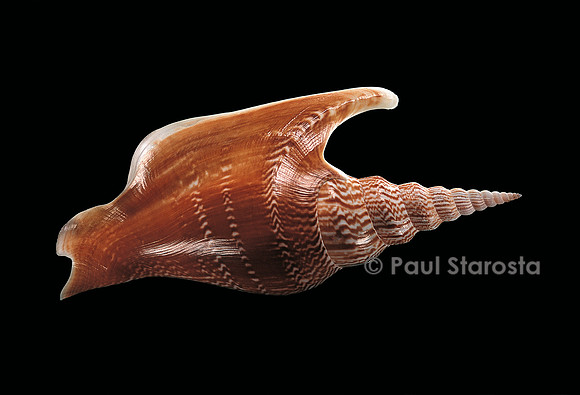 Mirabilistrombus listeri
