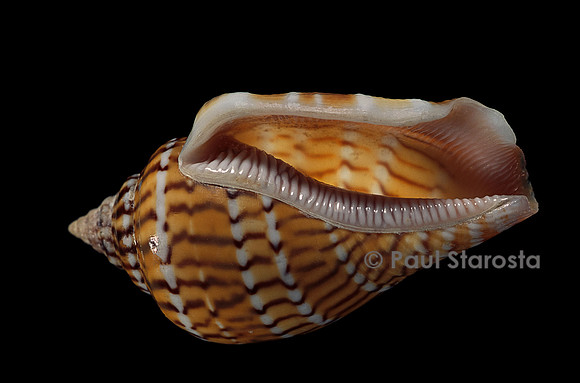 Canarium mutabile (strombe variable