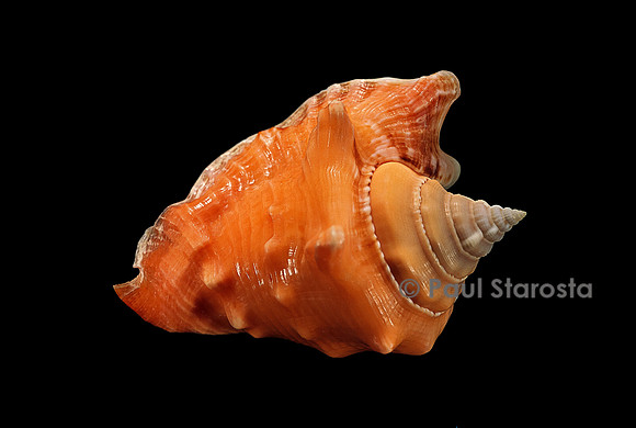 Lobatus raninus