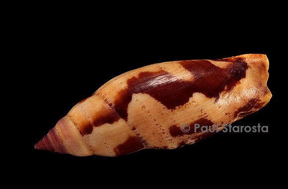 Strombus terebellatus