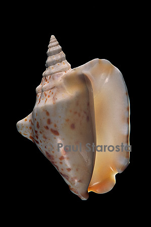 Thersistrombus thersites