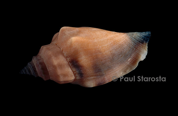 Canarium urceus