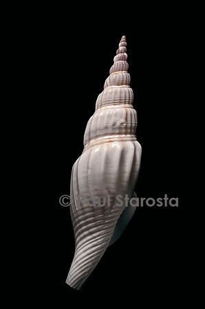 Strombus vittatus vittatus