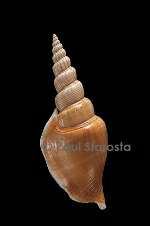 Strombus vomer iredalei