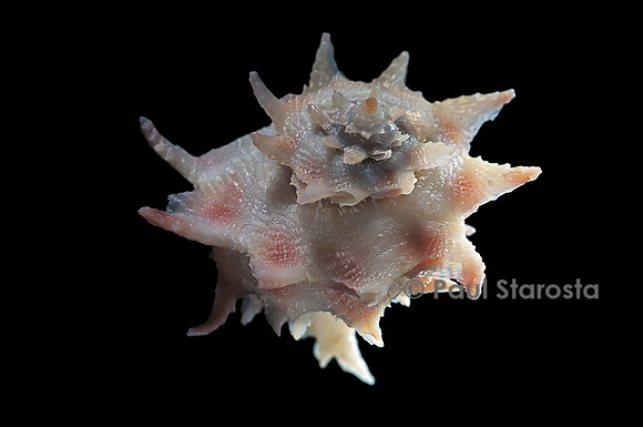 Latiaxis neocaledonicus