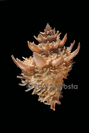 Latiaxis sp.