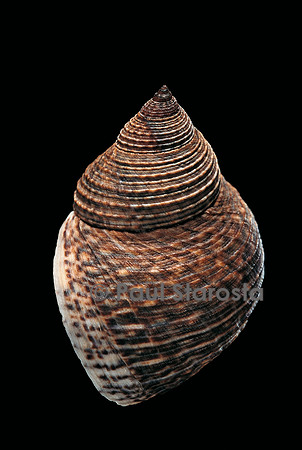 Littorina fasciata