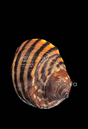 Littorina zebra