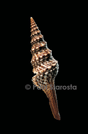 Lophiotoma indica