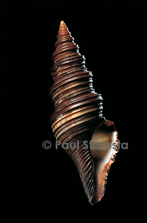 Lophotoma polytropa