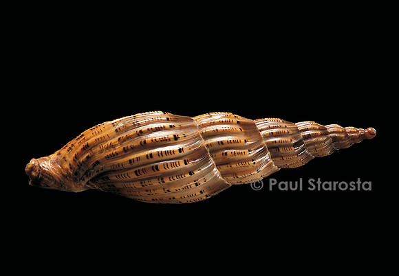 Lyria lyraeformis