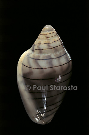 Marginella musica