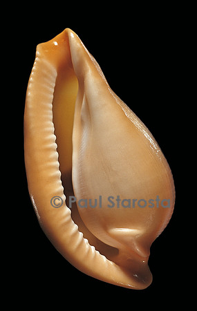Margovula pyriformis