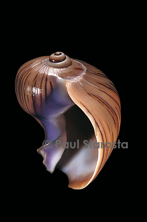 Melapium elatum
