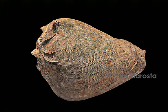 Melongena patula - avec son périostracum