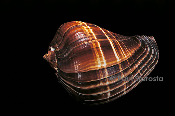 Melongena patula