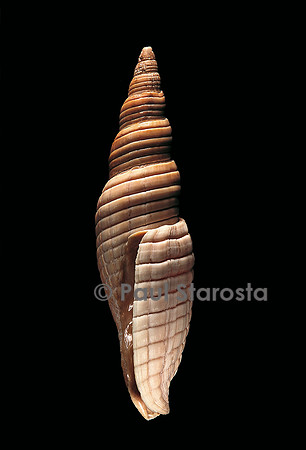 Mitra belcheri