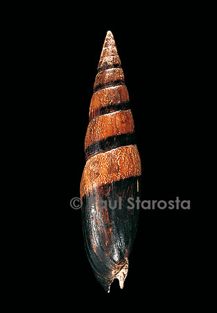 Mitra fusiformis zonata