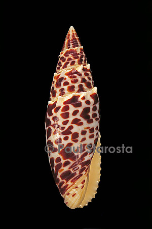 Mitra papalis
