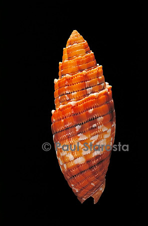 Mitra puncticulata