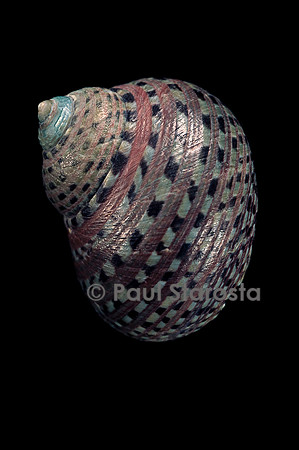Monodonta canalifera