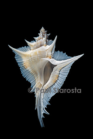 Murex alabaster