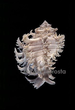 Hexaplex cichoreum  (murex endive)