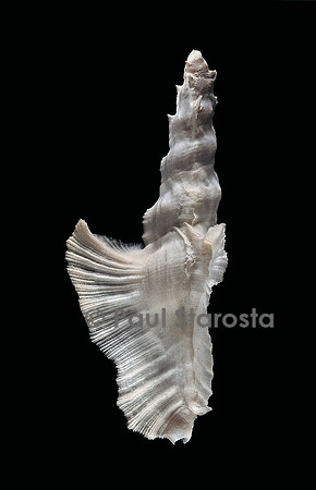 Pterynotus elongatus