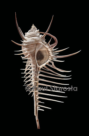 Murex pecten (peigne de Vénus)