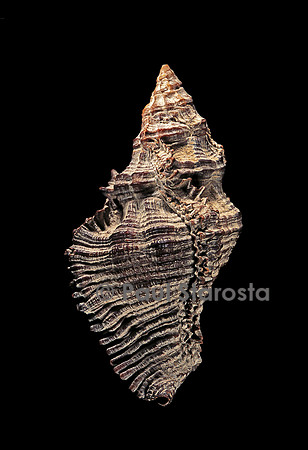 Murex permaestus