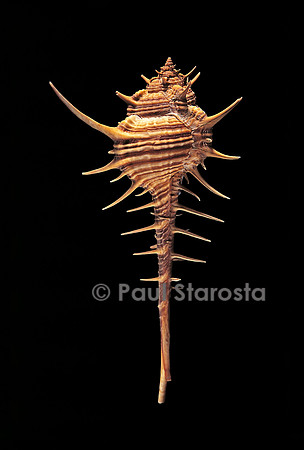 Murex tribulus