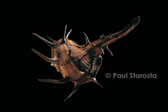Murex tribulus