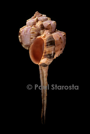 Haustellum haustellum