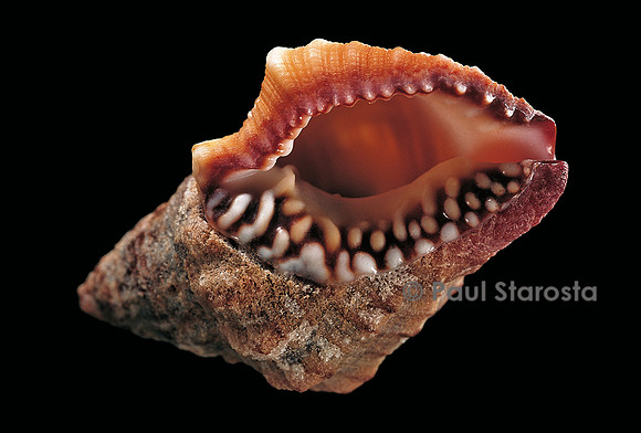 Nassaria fusiformis